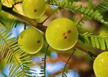 Amla (Indian Gooseberry)