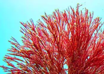 Haematococcus (Astaxanthin)